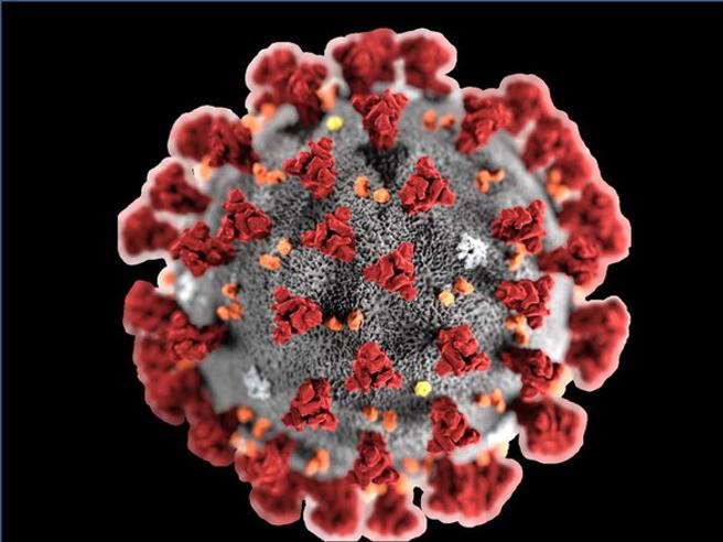 evoluzione del coronavirus che fine ha fatto